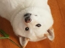 0f262047aeaa98ee9c4c49a9d830883e