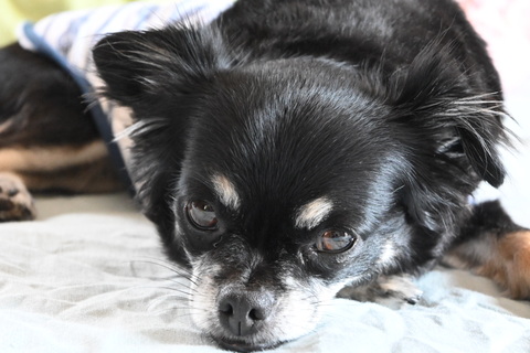 9c9ff85d42eaa26e15fa5e010cf18955