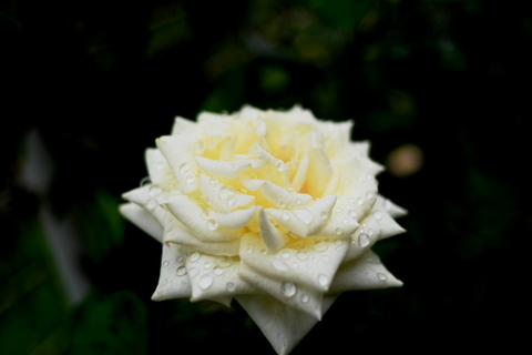 0be4c38abc70be8703a3835494b95968