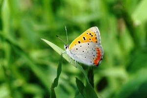 C6e808913b129ccd8e617c29a76e5161