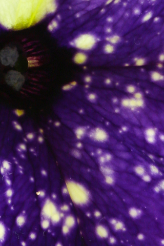 F3f3902a3b215aeca3d21fc77ba96378