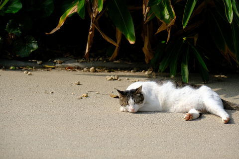 Ad3ab87b133750256e658f06a509544b