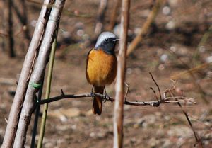 08a3df5c3af48b0e3d076872f257ee98