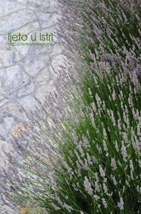 15d583a8f442103087c84fbe4efe310a