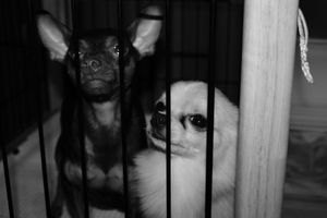 255c1f3008757d01e5260722510bb6d4