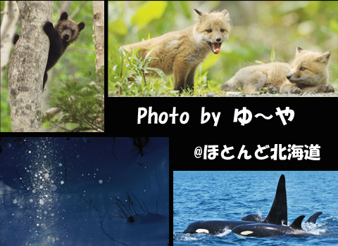 8f4426e455ad390d1c69429d3a555530
