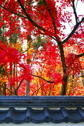 85810a4993a69aa8529bc5b7912ab7d0