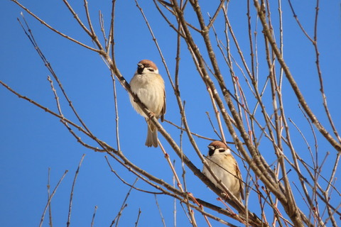 6b1da52723290b840ac6eba263385b25