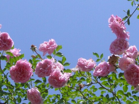 367241a3f5e975cd3b8b783e1992b3d3