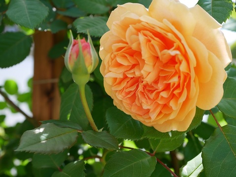 273c7a7c7c18080c932d735fb6aa92d9