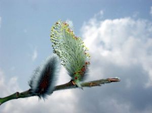 E696ca4b8d5221ff4ba46db48260f119