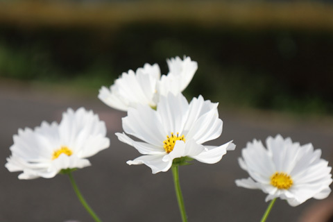 8056bdf37f0d6a333ecc6fe29ae6f0a3