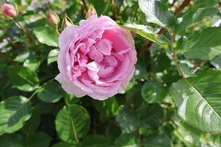 E0a4c78036bde2097c1255ba74dd9d7c