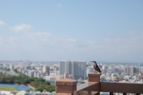 4ab96146fc6b4a3ae62b601e9f23fb5e