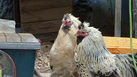 413971077b60c1826fba9df59fae0633