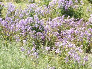 B9923d4ef2d88e94674bffe5e38c4c87