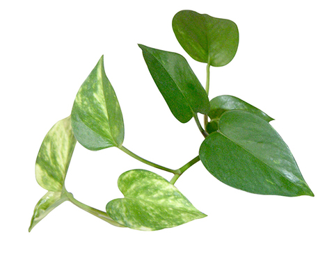 3007a8e19e9c2b60b6972582221ae6a8