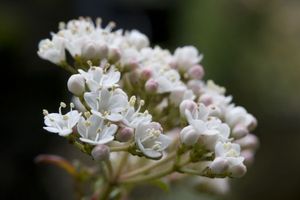 4813bd0d755456a9c0786a9e461cc56b