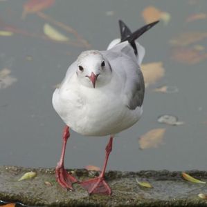 87e778e1f986747f3d675dde574d900b