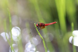 339e08868bc0931b39ed2532c13c419a