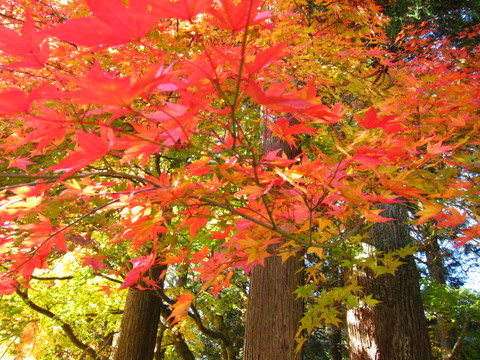 43cc217636ff9dcab8d9fdd119901498