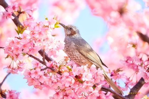 59f273884c23c7328e9782c9dcbe9332