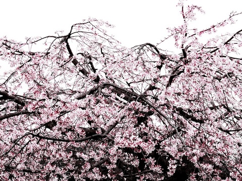 2afc96bd3d39fb03dee85bb8bc83a9d5