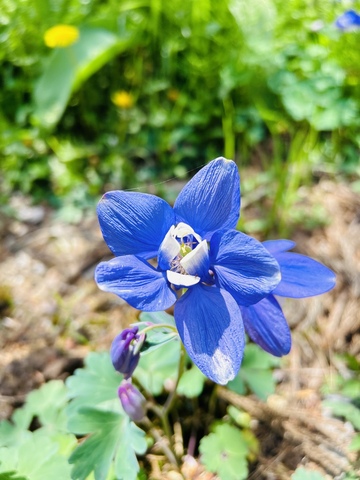 09738772dc6a243e277c21998ea25a68