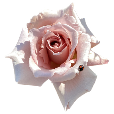 E566d4dc1dd11650eb9beb918c962bb2