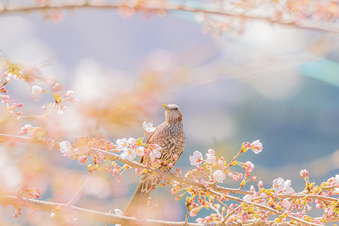 39c897292468f345954b148d8fccb096