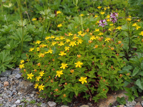 D068db26d59d8f02c62a414ff3f64135