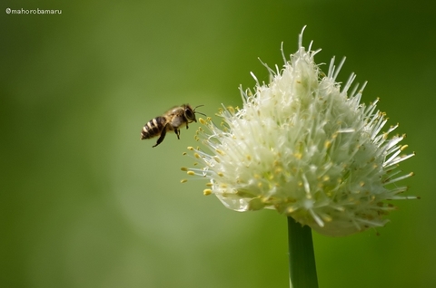 1794d5c385519b4731bb4b5bd68f3bec