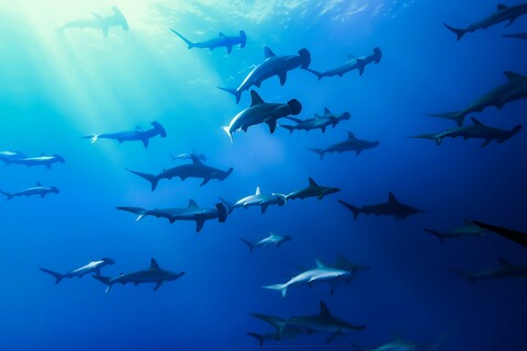 6d29f357e419a89674ba1724d1c0b6cc