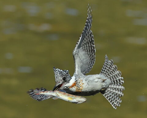 91e5c9b96071555a49a3971e34171dbf