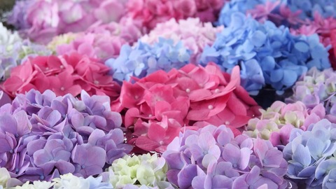 1816cb5724a927cdbf051ccc74cb1228