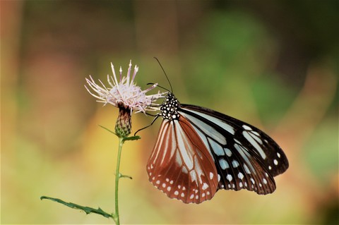 D895f08b34ec4c15e0ae3187444ad1d6