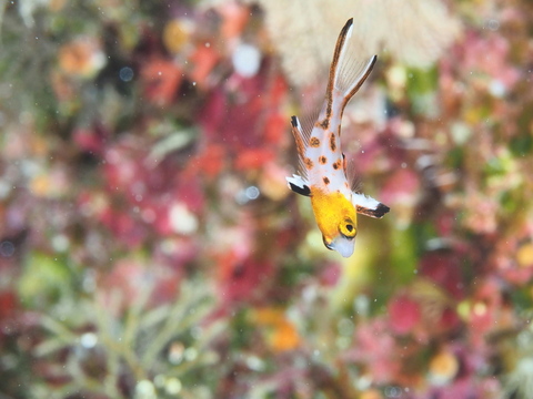 4628f94498c66a621e50bf0c0b0e38cc