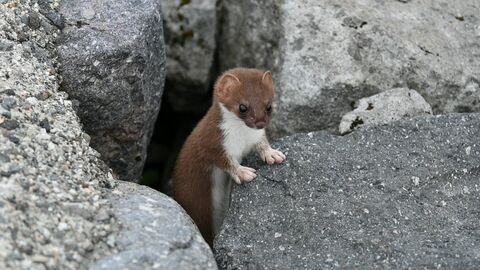 Efcfce688cf33d3bef3013fc42a1d777