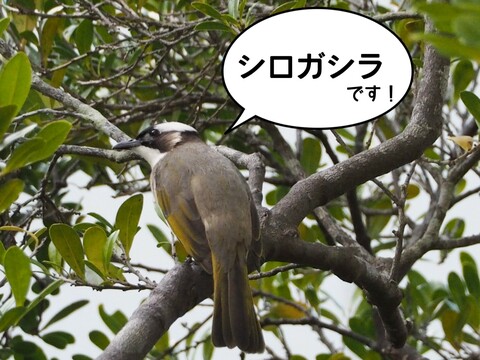 Dcbe55dcee21c4d5aa186ab9b24beaba