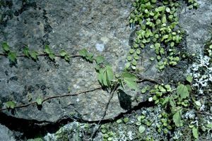 141db4c0660a6e77ca6e6378d3b001f7