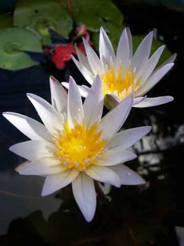 4823dcee1f30a6cdce827bf8e64a713c