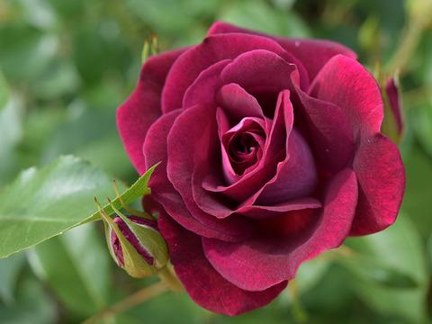 8b9edf1e4141a42357a621bc430c817e