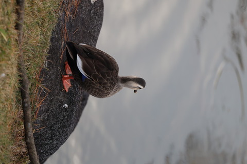 C55eff1dca838869f6d7066a942e6e4f