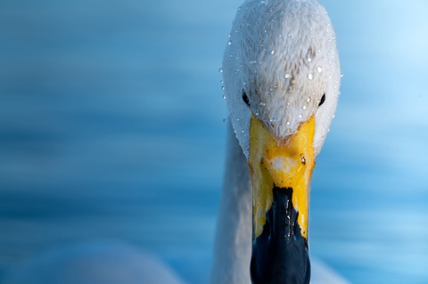 0c670fc679ab84021e73293426ebef96