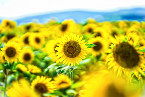 4391d126fa141eb8a71372ddf910c3d9