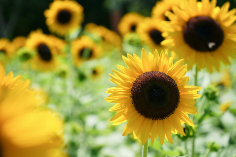 09d758c234e901ac8f40291589e4a3c7