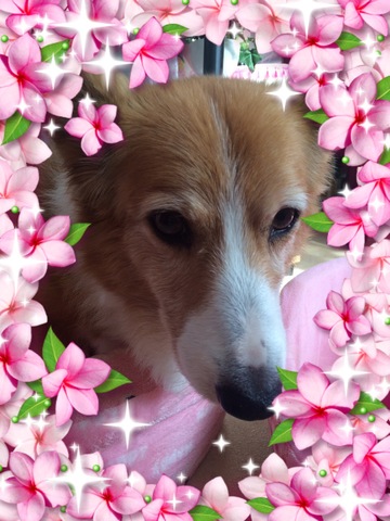 778adcec74c588a003f63acc3dab69ea