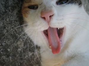 74bf50ad067e3bbe69a3484b41422518