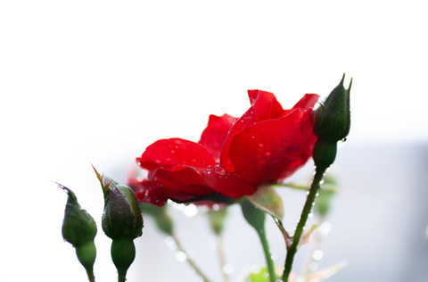 41d32aecbf7f121fd198c983bf7715ec