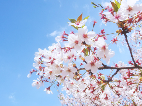 Be55e48c3accd8319a4a96fa5b36f3b2